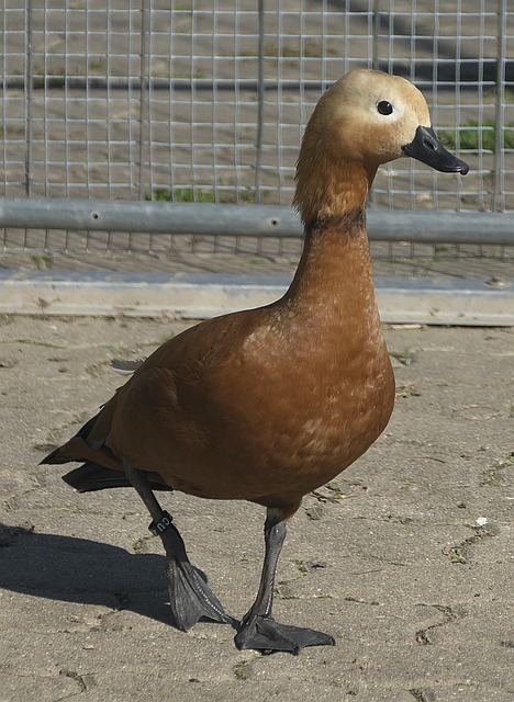 传闻不